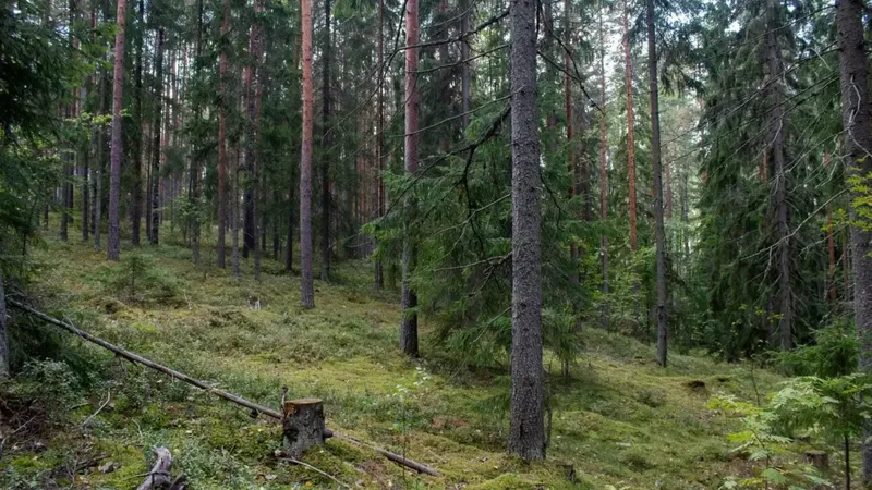 Bain de forêt, pour vivre l'intime du printemps !